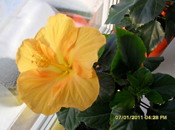 Hibiskus BUTTERSCOTCH
Ключевые слова: гибискус