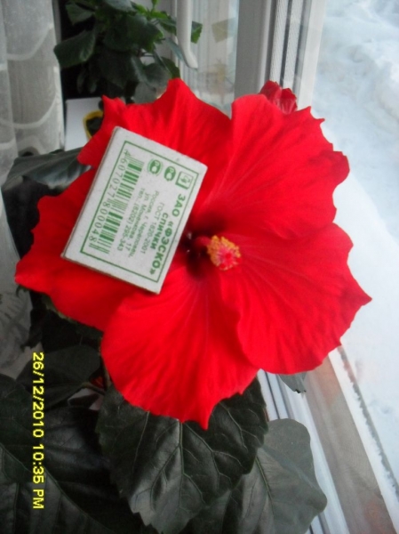 HIBISCUS GEORGE GIRL
Ключевые слова: гибискус