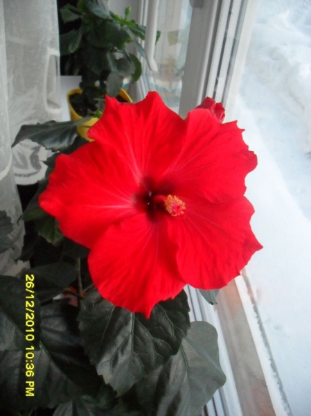 HIBISCUS GEORGE GIRL
Ключевые слова: гибискус