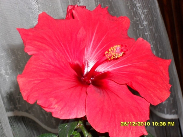 HIBISCUS GEORGE GIRL
Ключевые слова: гибискус
