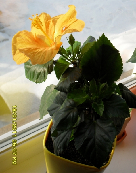Hibiskus
