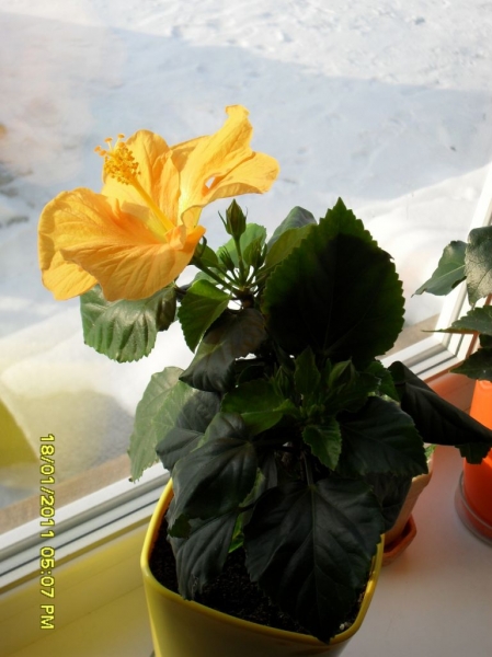 Hibiskus BUTTERSCOTCH
Ключевые слова: гибискус