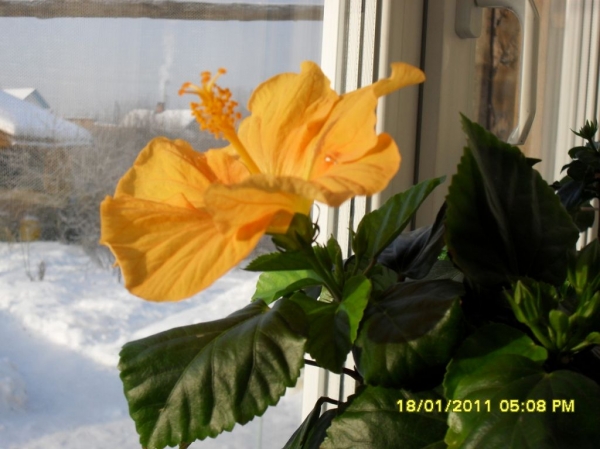 Hibiskus BUTTERSCOTCH
Ключевые слова: гибискус