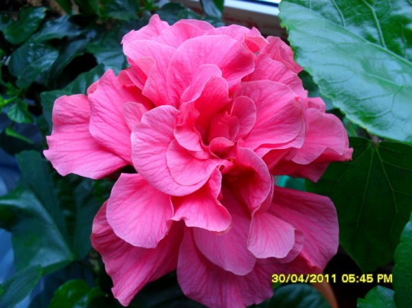 Hibiskus
Ключевые слова: гибискус