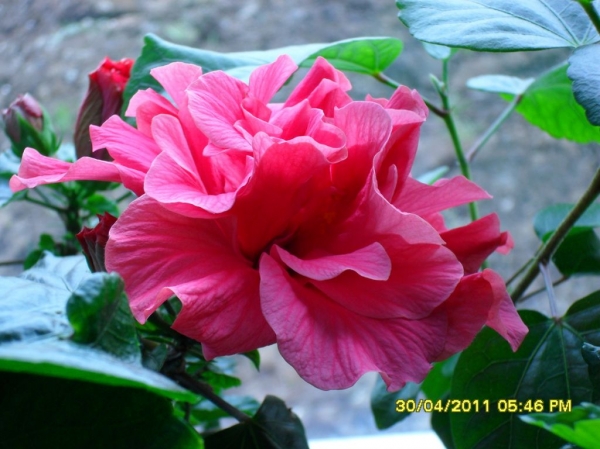 Hibiskus
Ключевые слова: гибискус