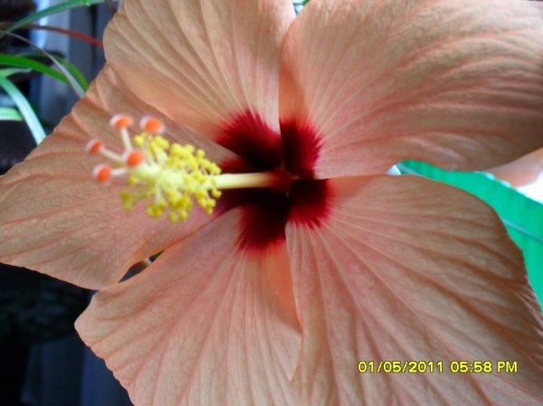 Hibiskus
