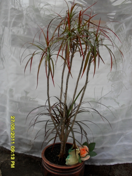 Dracena
Ключевые слова: драцена