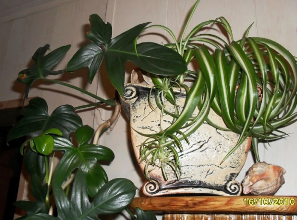 приятное соседство
Philodendron laciniatum,
Ключевые слова: хлорофитум филодендрон