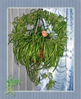 Имя файла=Chlorophytum_comosum_variegatum_Bonnie_Lysya-1.jpg
Размер файла=157КБ
Размеры=839x1024
Дата=Май 05, 2011 Chlorophytum_comosum_variegatum_Bonnie_Lysya-1.jpg