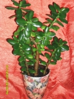 SDC11128.JPG