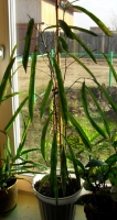 SDC11397.jpg