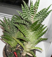 Имя файла=aloe_p.jpg
Размер файла=154КБ
Размеры=638x700
Дата=Нояб 21, 2010 aloe_p.jpg