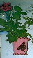 pelargonia.jpg