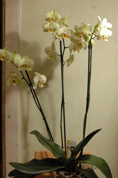Phalaenopsis
Самый красивый, самый любимый.....
Умер от вероломно открытой форточки прошлой зимой.
Ключевые слова: Phalaenopsis