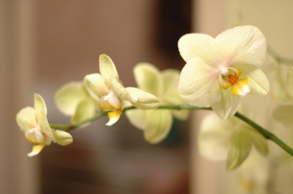 Phalaenopsis "Ванилька"-домашнее имя
Ключевые слова: Phalaenopsis