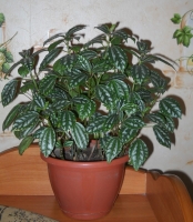 Имя файла=Pilea.JPG
Размер файла=655КБ
Размеры=893x1024
Дата=Янв 15, 2011 Pilea.JPG