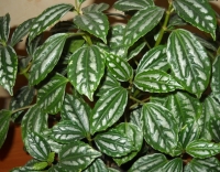 Имя файла=Pilea_.JPG
Размер файла=727КБ
Размеры=1024x801
Дата=Янв 15, 2011 Pilea_.JPG