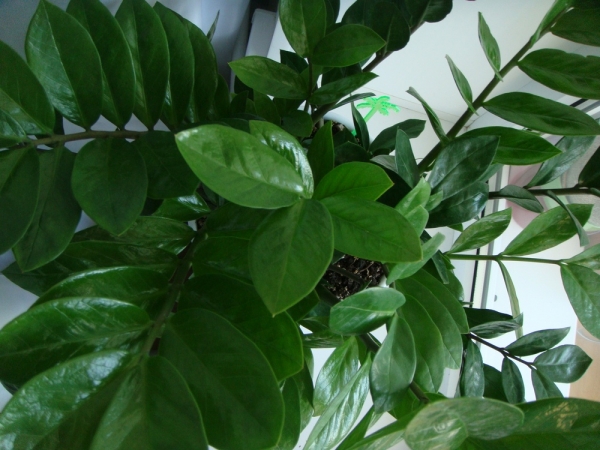 Zamioculcas_santi-1.jpg