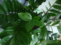 Имя файла=Zamioculcas_santi-1.jpg
Размер файла=304КБ
Размеры=1000x750
Дата=Янв 18, 2011 Zamioculcas_santi-1.jpg