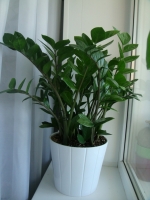 Имя файла=Zamioculcas_santi-2.jpg
Размер файла=485КБ
Размеры=768x1024
Дата=Янв 18, 2011 Zamioculcas_santi-2.jpg