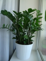 Zamioculcas_santi-2.jpg