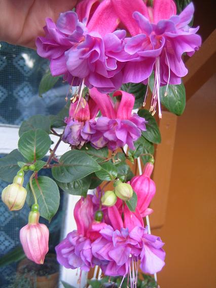 фуксия (Fuchsia)  "Лиза"
