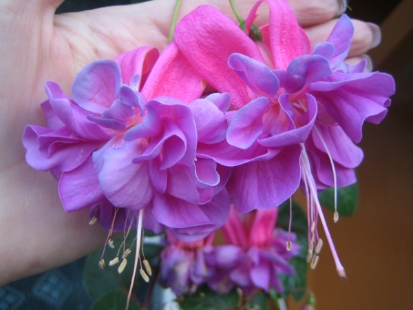 Фуксия (Fuchsia) "Лиза"
