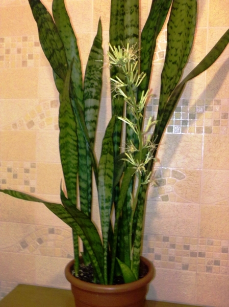 sansevieria_3
