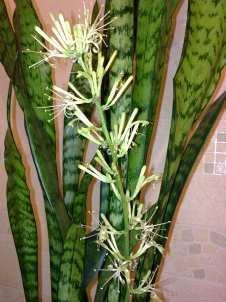 sansevieria_2
