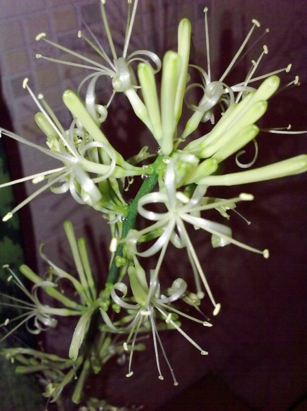 sansevieria_1
