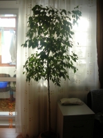 Имя файла=DSCN4542.JPG
Размер файла=550КБ
Размеры=766x1024
Дата=Фев 11, 2011 DSCN4542.JPG