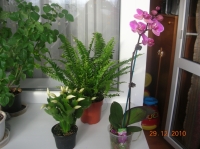 Имя файла=DSCN4543.JPG
Размер файла=571КБ
Размеры=1024x766
Дата=Фев 11, 2011 DSCN4543.JPG