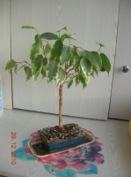 Имя файла=DSCN4545.JPG
Размер файла=530КБ
Размеры=766x1024
Дата=Фев 11, 2011 DSCN4545.JPG