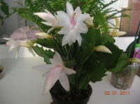 Имя файла=DSCN4547.JPG
Размер файла=511КБ
Размеры=1024x766
Дата=Фев 11, 2011 DSCN4547.JPG