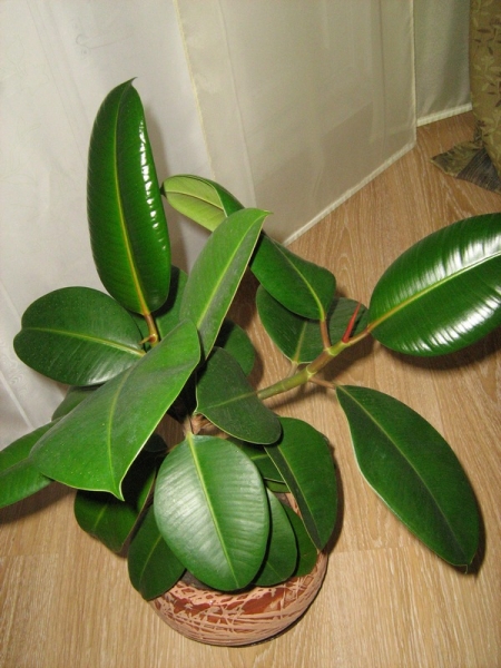 Ficus
