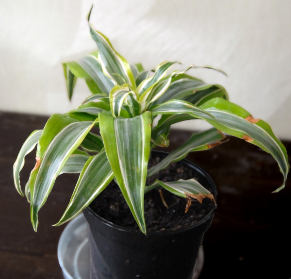 Dracena2.jpg