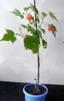 Abutilon1.jpg