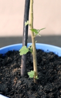 Abutilon2.jpg