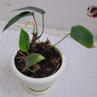 Anthurium_scherzerianum-1234.jpg