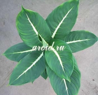 Dieffenbachia_-Sterling.jpg