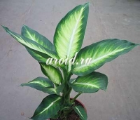 Dieffenbachia_white_flame.jpg