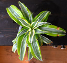 Dracena1.jpg