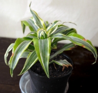 Dracena2.jpg