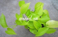 Epipremnum_aureum_28Golden_Pothos29.jpg