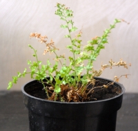 Nefrolepsis.jpg