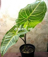 Syngonium_podophyllum.jpg