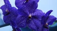 vanda-pachara-delight.JPG