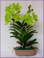 vanda.jpg