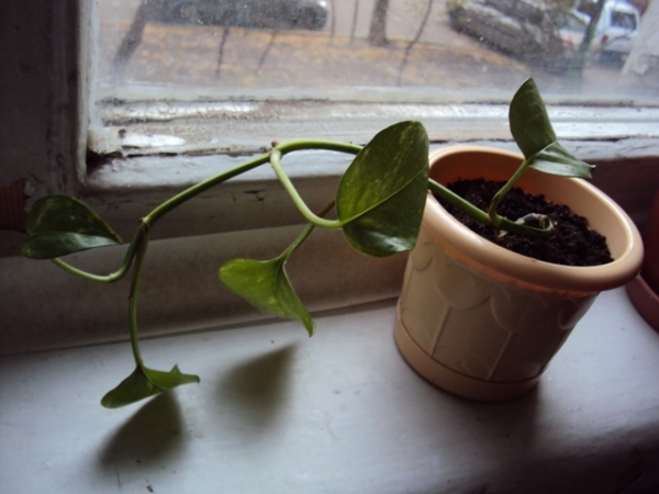 Epipremnum aureum
