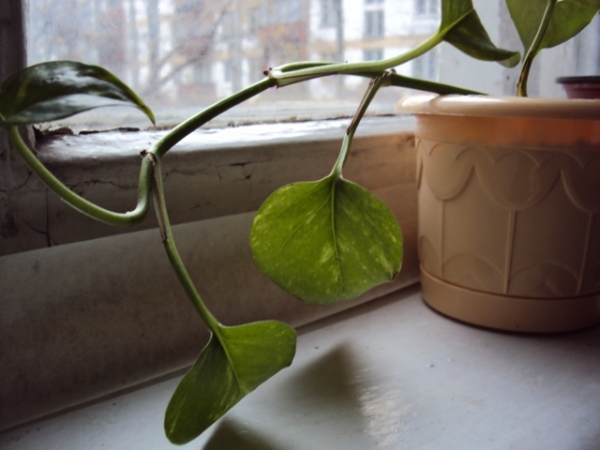 Epipremnum aureum

